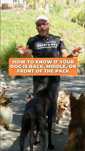 Is Your Dog Back, Middle or Front of the Pack? | Life at the Ranch