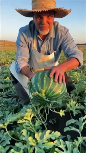 Farmer Harvests Giant Watermelons from His Field | Most Satisfying Watermelon Picking Ever!