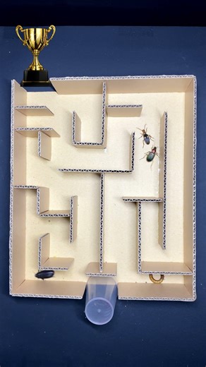Black Cockroach vs Worm vs Beetle | Maze Race