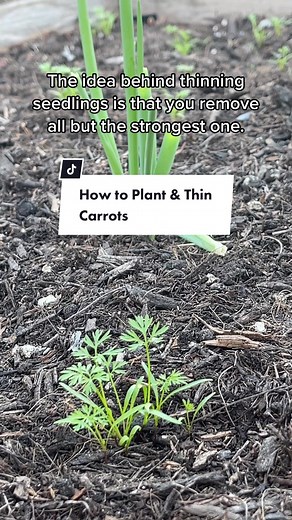 How to plant and thin carrots. 🥕 Two things to remember when planting carrot seeds are to over-seed your carrots to increase germination, and then to thin them after the plant’s true leaves begin to appear. Now your carrots will have room to grow and you can fill in the empty spaces with a second round of seeds. This is called succession planting, and it will extend and spread out the harvest time of your carrots. Happy gardening! #edenbrothers #carrots #vegetablegarden #vegetablegardening #gar