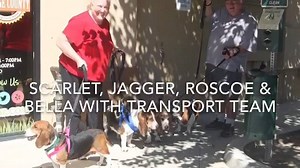 Operation Hound Haul 2: They're here! Today 10 hounds traveled from New Mexico to Southern California in search of a better life. Thank you BHRSC volunteers for making this possible. A HUGE Thank You to All Ears Basset Sanctuary and BHRSC transport volunteers for getting the hounds to BHRSC! | Basset Hound Rescue Southern California