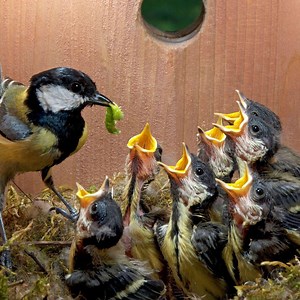 100K views · 632 reactions | The Greatest Bird's Nest Box | Daily Reptile | Facebook
