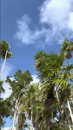 ASMR Nature Sounds Rustling Palm Trees | Ambient Wind Tree Noises