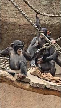 Schimpansen im Pongoland 🐒#leipzigerzoo #schimpanse #schimpansenalltag