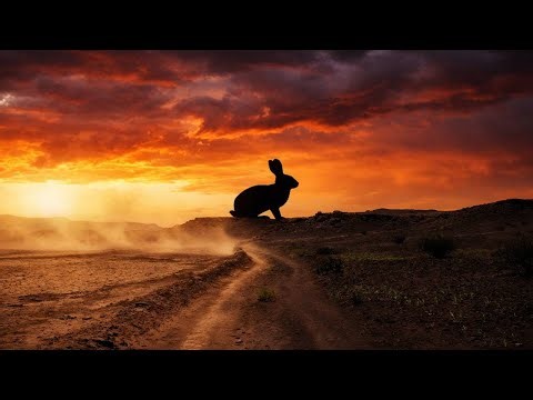 The Secret China Rabbit Experiment That Almost Changed the Desert Forever