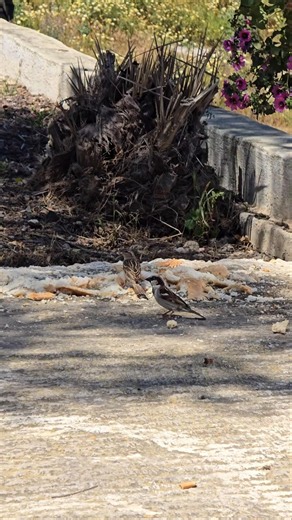 우리나라 참새와 약간 다르게 생긴 #산토리니 #참새 Sparrows in Oia village, #santorini eating bread crumbs