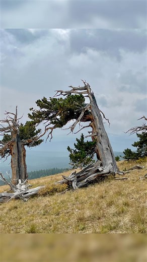 Windy Ridge is a historic bristlecone pine forest site in the Rocky Mountain Alpine. These ancient, wind-swept giants carry the weight of centuries. They endure storms, scarcity, and survival in a harsh environment. Took some time this week to step out of the city and into nature with my friend Ben Coleman. Places like this refresh the bonsai mindset, reminding me that the best designs are guided by the wisdom of natural form. #coloradobonsai #bonsai #ancienttrees #bristleconepine #pine #colorad