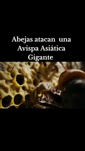 Abejas atacan una Avispa Asiática Gigante