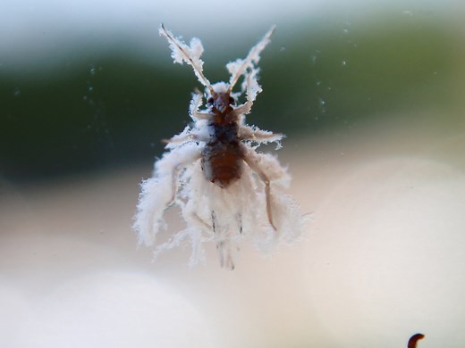 What are those white flakes floating around? It turns out…they’re bugs!