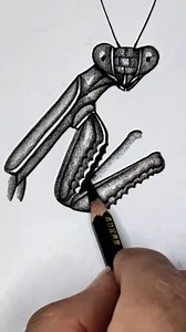 How to Draw a Hyper Realistic Praying Mantis Step by Step | Viata sanatoasa 76