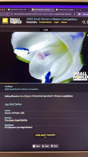 Small world in motion #photomicrography #motion #smallworld