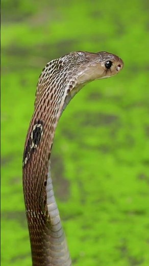 The Smiling Snake: Monocled Cobra