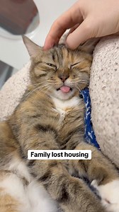 Every senior has a story 🧡 These sweet souls are all available for adoption at Peggy Adams Animal Rescue League. See adoption profiles at peggyadams.org | Peggy Adams Animal Rescue League