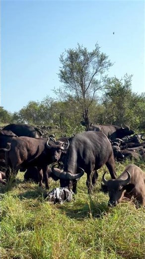 Buffalo Calf Born Amongst the Herd — First Wobbly Steps!