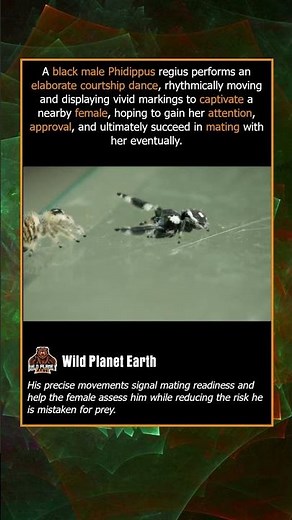 Bold Jumping Spider’s Wild Dance 🕷️💃