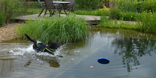 Organic Pool Made for a DOG