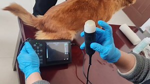 Ultrasound Machine M10, Aluminum Alloy Designed with 3.5 MHz Probe for Dog Kennels, Pig Farm and Sheep Farm Pregnancy Check, Full Rechargeable+ Carrying case, Friendly to Beginners