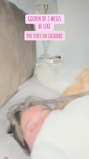 POV: Golden Retriever de 2 Meses