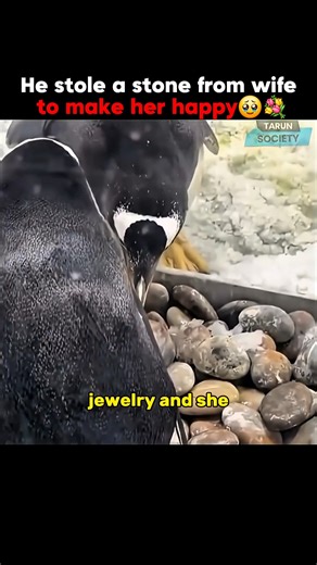 He stole a stone from wife to make her happy😅🥹 #fakeengagement #affairs #marriedlife #penguin