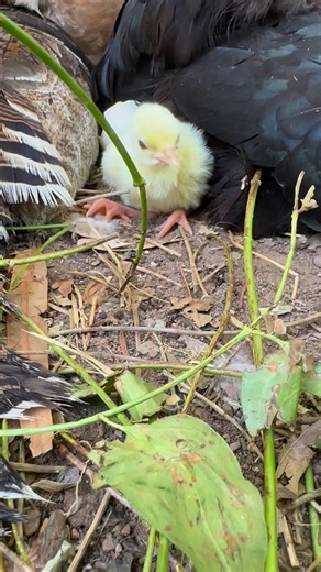 Meet baby Popcorn. Fascinating multiple-mama parenting scenario…three turkey hens and a chicken hen have been cluster-brooding their nest for the past 28 days. Given that the incubation period for chicken eggs is 21 days, baby Popcorn is definitely a poult ( a mini-me turkey) #turkey #poult #chick | Karoo Donkey Sanctuary