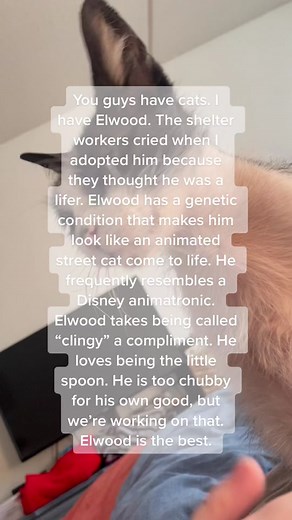 Meet Elwood: The Adorable Cat of TikTok