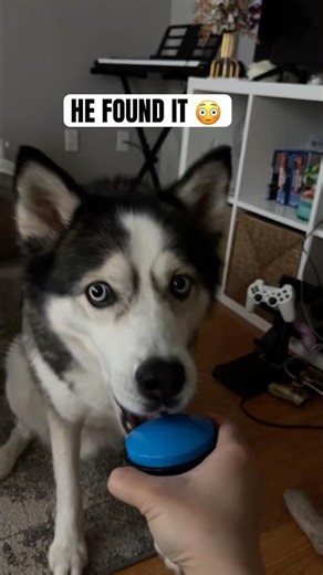 Levi discovered the treat button… and now there’s no going back 😂