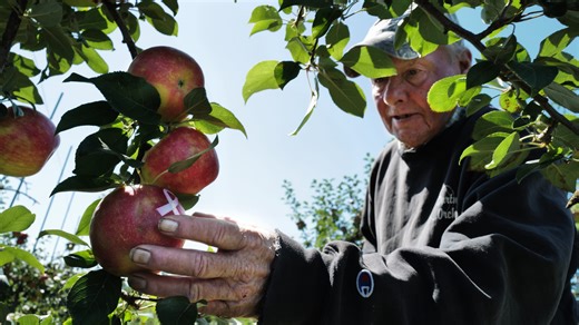 Best places to go apple-picking on the SouthCoast: Start your autumn at these 6 orchards