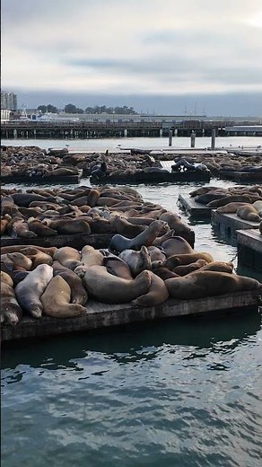 Why San Francisco is a city like no other 🌉WELCOME! #SanFrancisco #USATravel #USARoadTrip