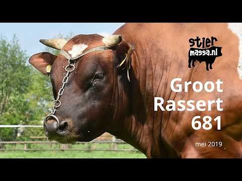 Verbeterd Roodbont - Groot Rassert 681