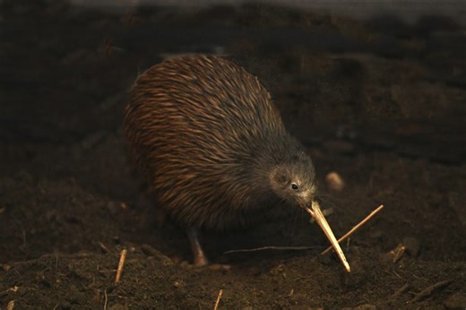 It lays record-breaking eggs, has nostrils on its beak and flirts by tapping butts – meet this bizarre yet adorable bird | Discover Wildlife