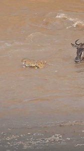 Mara river encounters at Maasai mara. #animals #wildlife #wildlifeafrica #wildlifekenya #TheHunt #placestovisit #placestogo #tembeakenya #TravelAfrica #travelwithsafirinasi | Safiri Nasi
