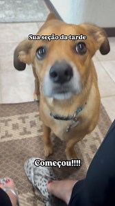 1.2M views · 82K reactions | Após uma manhã inteira de debates, Ekko retornou ao tribunal da sala exigindo justiça: “Quero mais ossos, estou passando fome!” Apresentamos provas de prato cheio, com carnes frescas, arroz e legumes. O juiz (vovó) indeferiu o pedido. O réu (Ekko) apelou... com olhares dramáticos, suspiros sofridos e alegações de fome fictícia. Resultado: Drama mantido como de costume na família. | Jeane Lenzi | Facebook