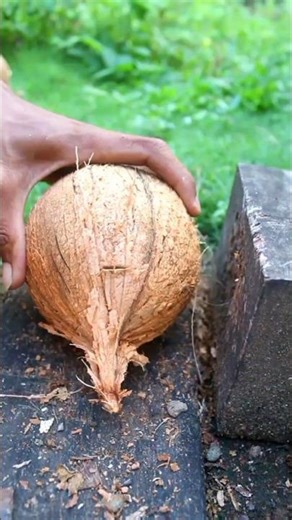 Dredging hybrid coconut from the Shell