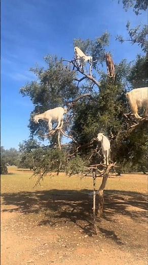 Top 6 Wild Goats That Fearlessly Climbed Massive Trees #subscribe #natureamazing #animalshorts