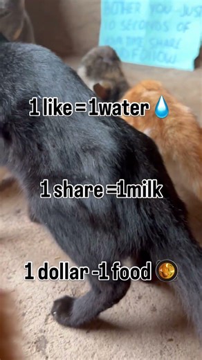 For all pledges and donations link in bio to support the cause🐈🐈‍⬛