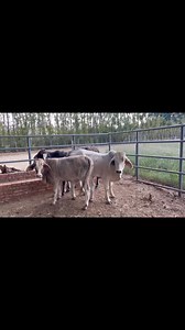 3 x bull ready Brahman heifers for sale. R9000 each. Heartwater animals. Brits,North West. 0716051946 | GA Livestock Trader