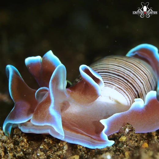 Ever seen a bubble snail glide like a spaceship across the sand? These little nocturnal wonders come alive during night dives in Dauin—and they’re just one of many surreal critters you’ll spot here! 🔦 Fun Fact: Bubble snails aren’t true snails—they're more closely related to sea slugs, and their fragile shells are too small to hide in. Instead, they use their foot to "bubble" over the sand in search of food! 💥 Night diving at Critter Republic is like stepping into a secret underwater world—bob