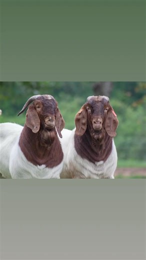 Our boer Goats have gained worldwide recognition for excellent body , stature and perfect pedigree 🐐 #studs #instagood #boer 🤠 #goats On all inquiries on our Premium Quality Livestock, contact; Email: info.livestockexporters@gmail.com Call / Text / Whatsapp : 27 (0) 680 718 656 WhatsApp Link: https://wa.me/ 27680718656 Thanks and best regards, Friedrich. #Boergoat #boergoat #Boergoatofinstagram #fullbloodboergoats #boergoatkids #boergoatvenezuela #boergoatcampoverde #boergoataustria #dorperbra