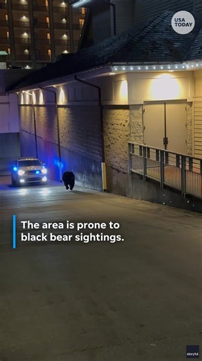 Video captured Gatlinburg police chasing after a black bear in a squad car. | The Columbus Dispatch