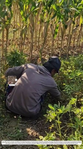 Peanut Harvesting: How Manual Puling Transforms Crop Fields Into Yields 