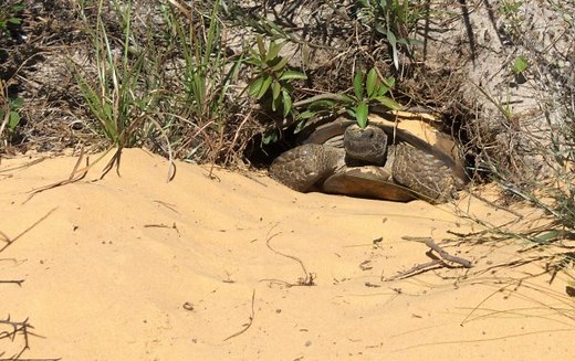 Odd couple: Florida mouse, gopher tortoise have been rooming for centuries