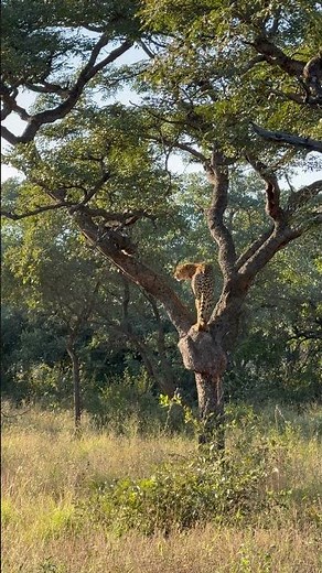 Cheetah climbs up a tree #safari #wildlife #cheetah #safarisightings