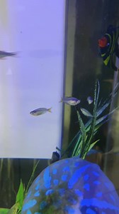 Neon Dwarf Rainbowfish at R65ea | Fantasea Aquarium and Pet | Facebook