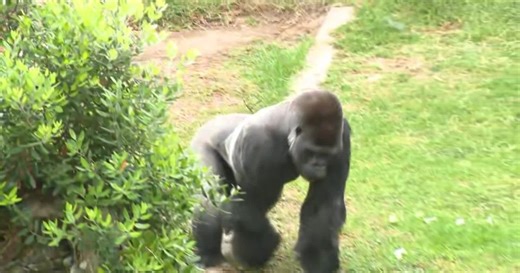 Watch: New silverback gorilla debuts at San Francisco Zoo