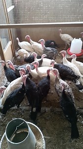 Vous êtes passionnés de l'élevage des dindons certes opportunité est à saisir. Dindon de 04 mois disponible pour votre élevage Couple dindon noir:30.000F Couple blanc :40.000F NB : possibilité de prendre au temps de femelles que vous voulez. Offres valables à la limite du stock disponible. Contactez le service commercial Ouagadougou : 22670130974/79641945 BOBO :22653046666/79077373 Koudougou : 22663999993/58999993 KAYA : 22662466464/74862727 Ouahigouya : 22663885656/66885656 DORI : 22661171818/6