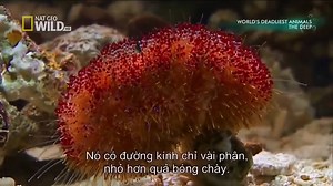 World's Deadliest Animals - The Deep Sea Animal - Discovery Channel