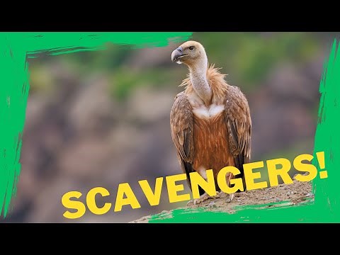 Ecosystem Heroes: The Vital Role of Scavengers