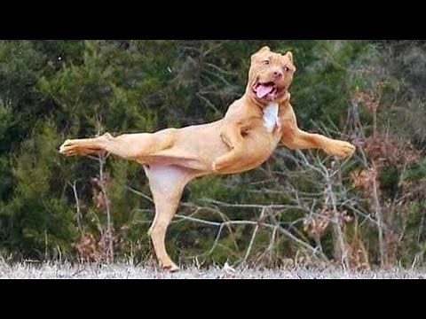 I would die laughing for these comedian dogs 😂 Funny Dog Videos