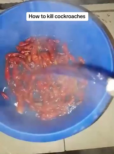 Home Remedy for Cockroach Killer - Effective DIY Solution