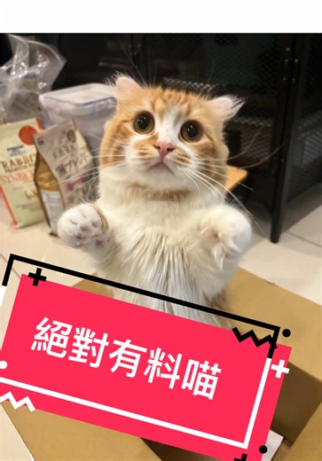 #CapCut #流量密碼 #貓咪的迷惑行為 #奶貓成長日記 #曼赤肯 #貓咪日常 #短腿 #貓 #🐱 @黃志遠668